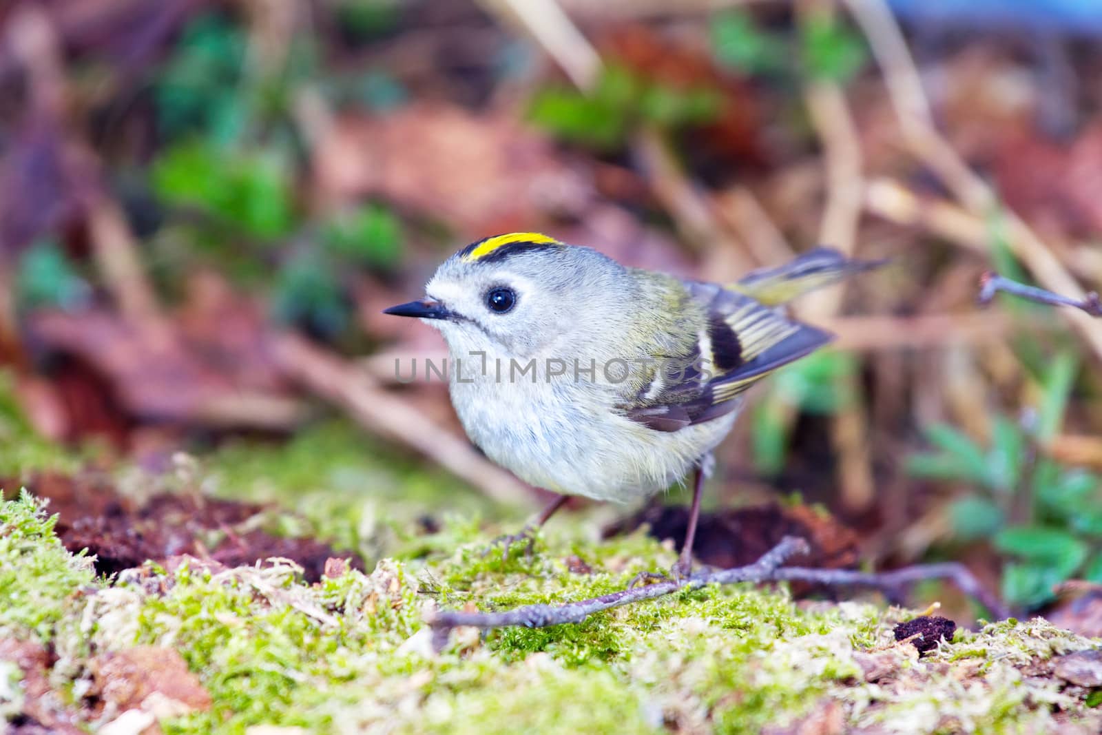 goldcrest  among the wood in the bottom circle