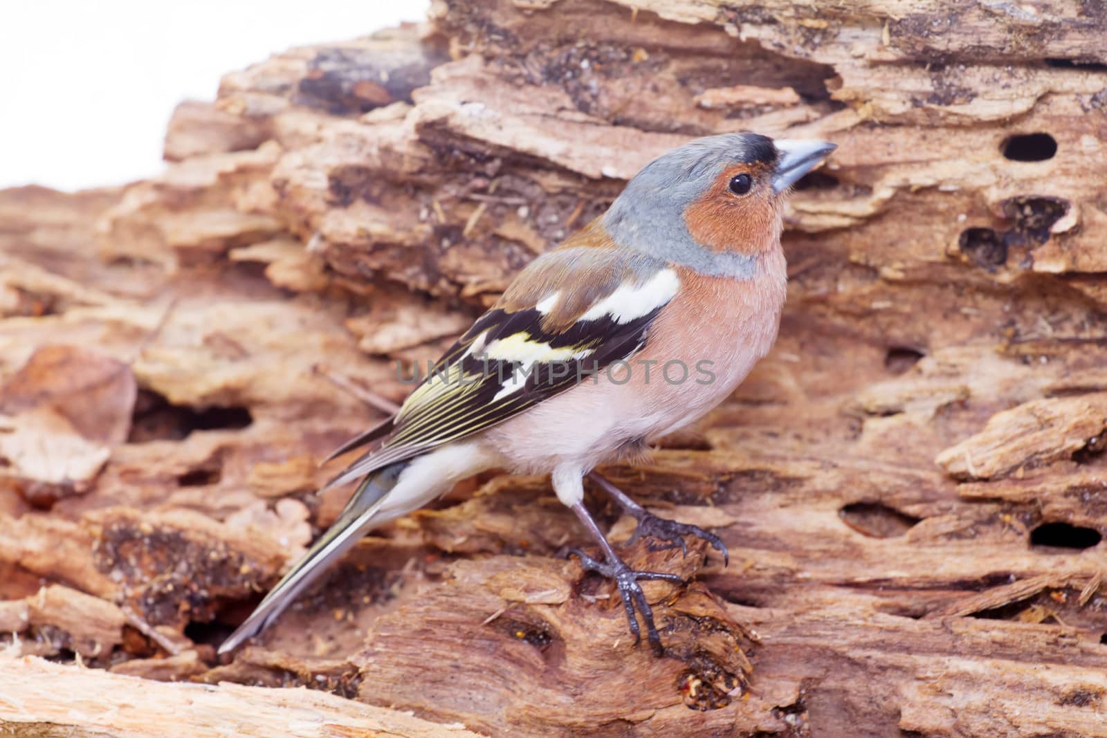 chaffinch in the spring against the wood