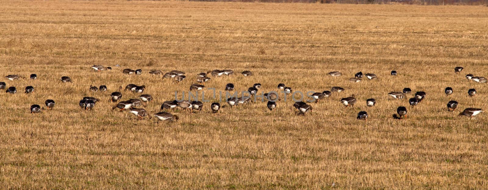 spring time  of migratory geese by max51288