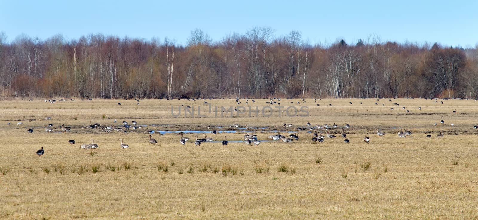 spring congestions of geese on fields during migration