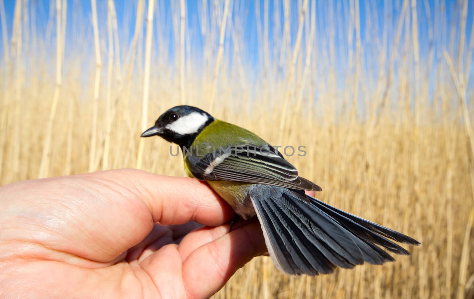 titmouse in a hand against a reed wall