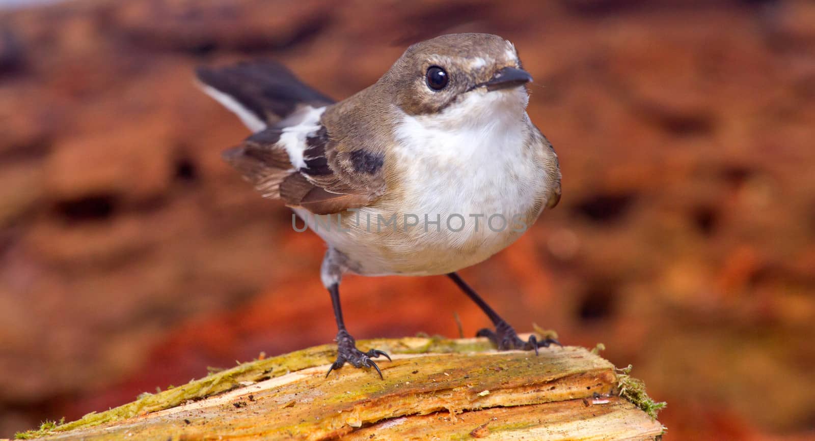 half-collared flycatcher on a forest laying