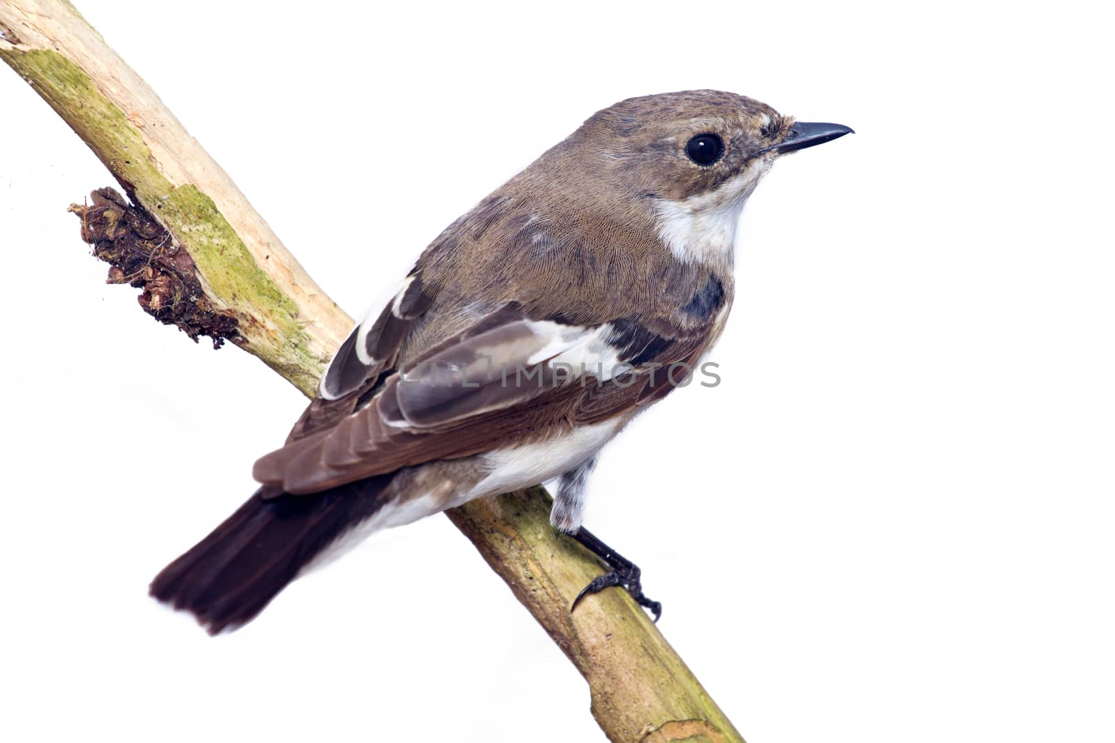 half-collared flycatcher on a branch close up