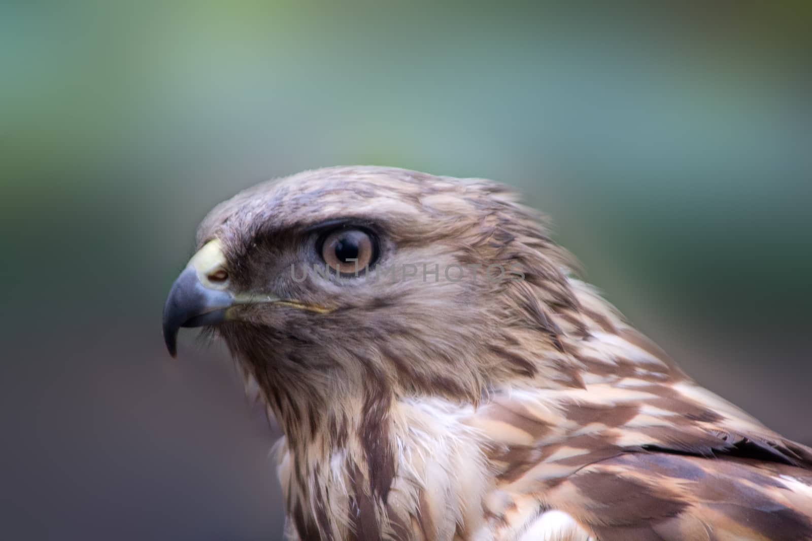 big bird of prey buzzard close up