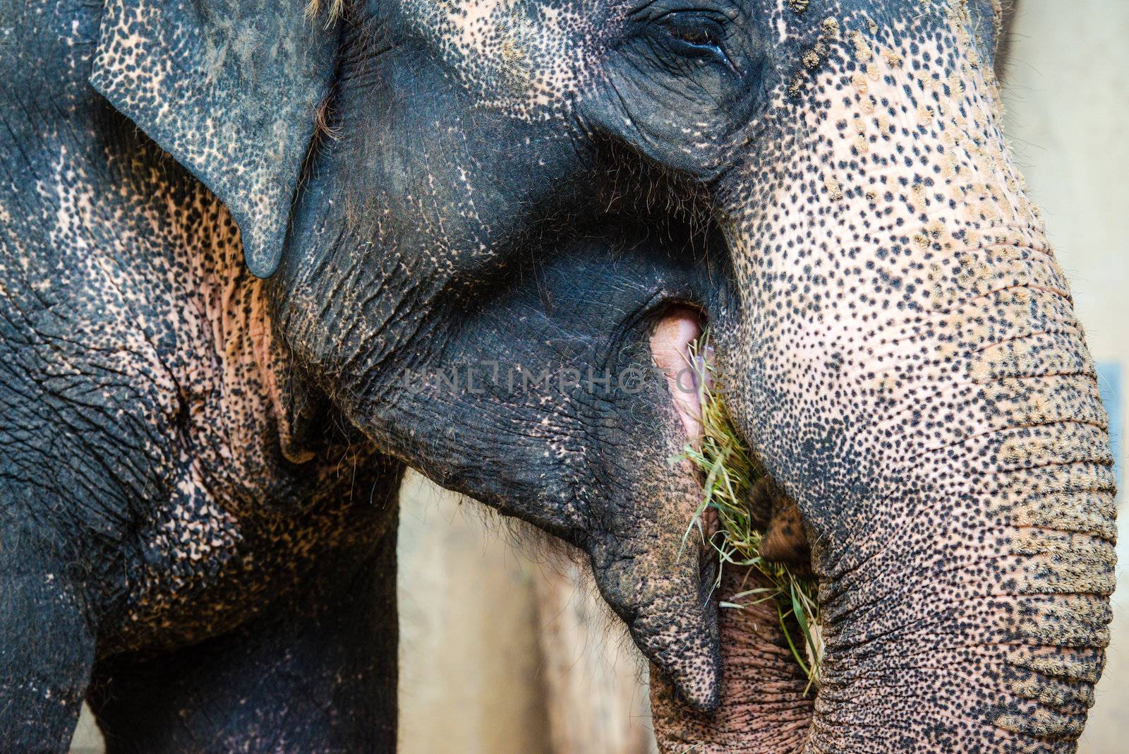 Close-up of a beautiful Asian Elephant eating green grass