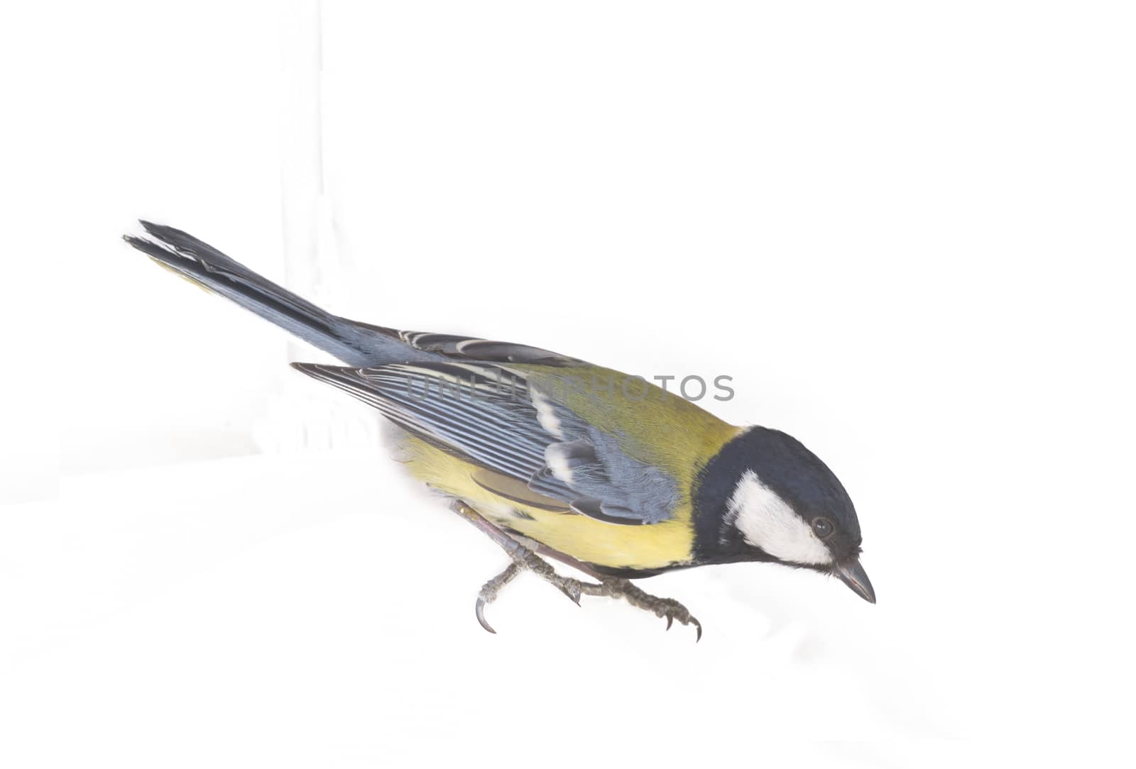 male of a titmouse on a white background