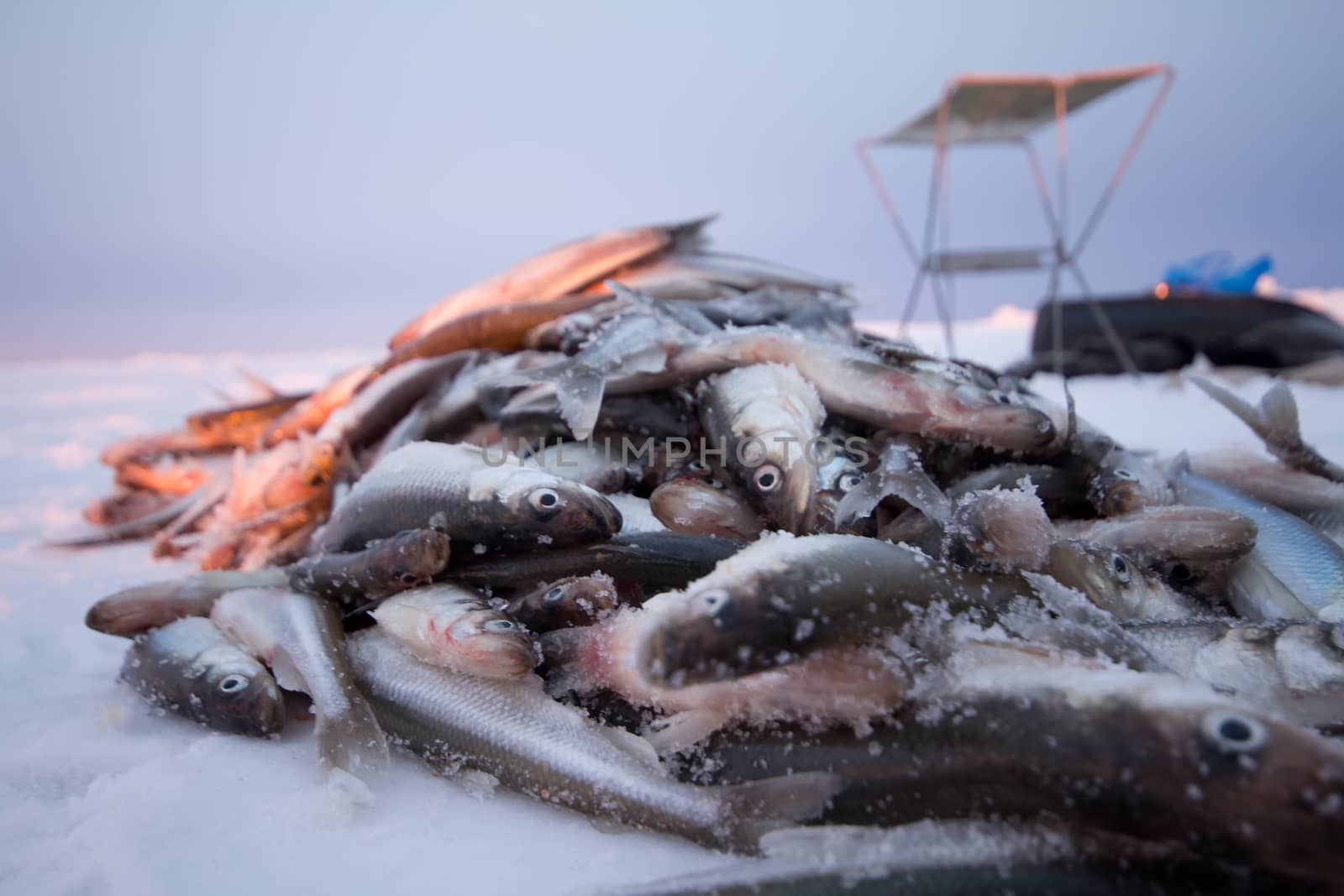 fishing on the Baltic Sea