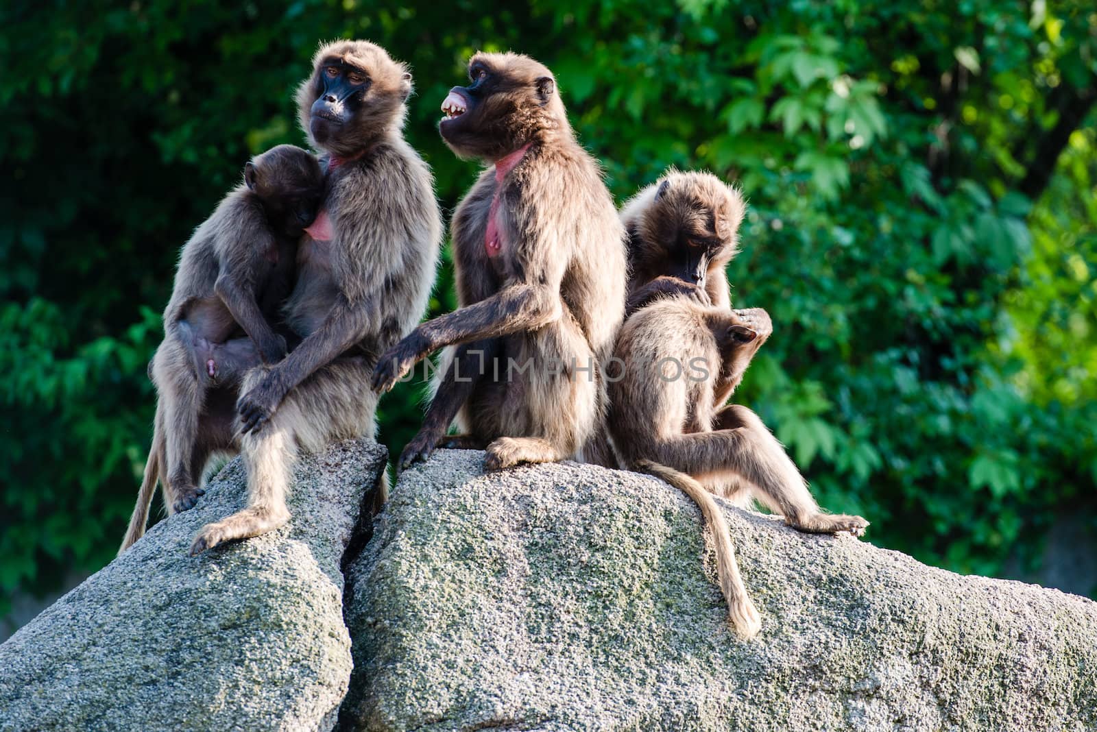 baboon monkeys socializing on a rock in a zoo