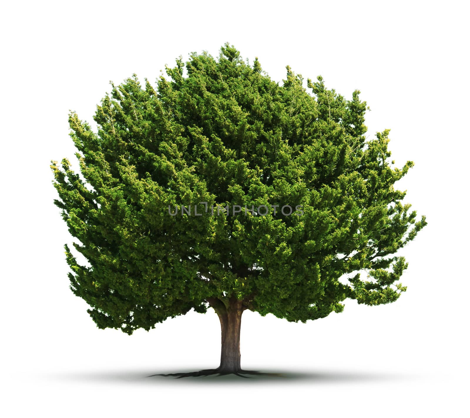 Big green tree isolated by anterovium