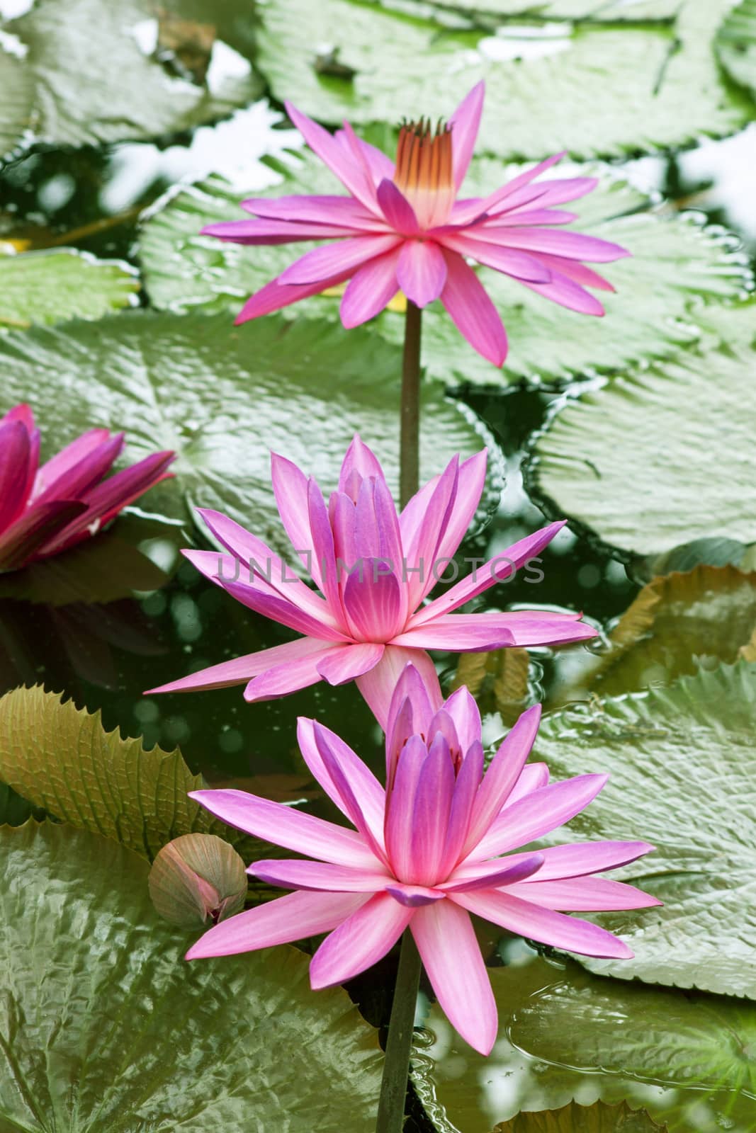 image of a lotus flower on the water