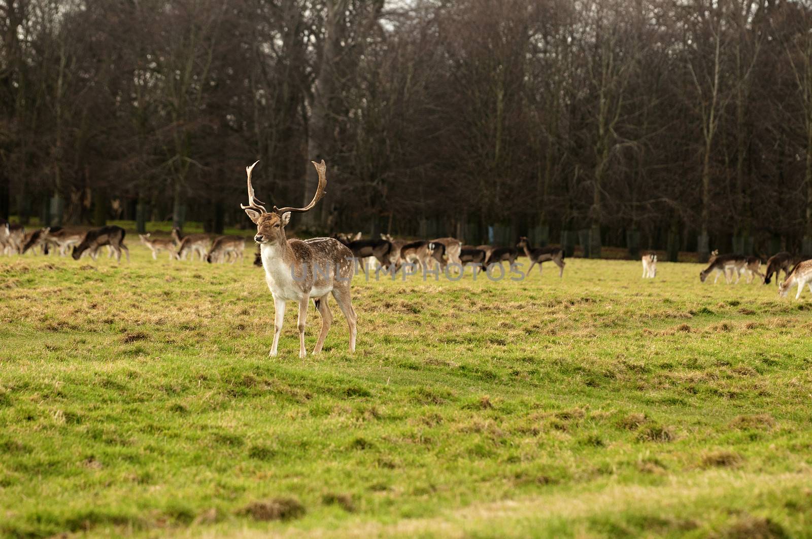 Deer are the ruminant mammals forming the family Cervidae