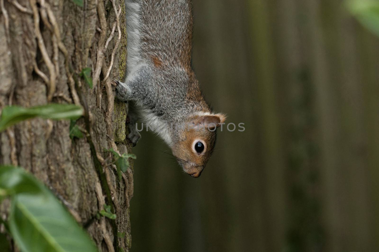 Squirrels belong to a large family of small or medium-sized rodents called the Sciuridae.