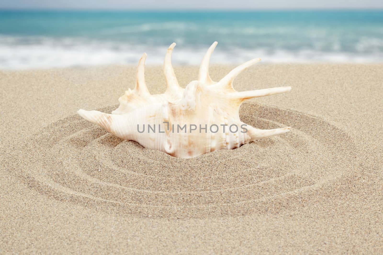 seashell in circle with sand with sea background