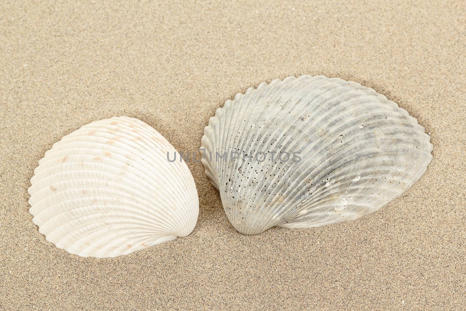 close up of two seashell in sand 