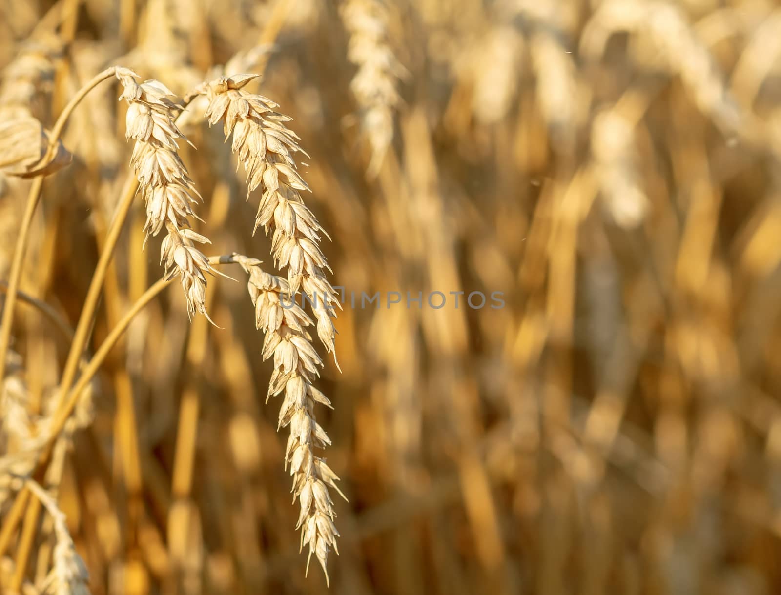 detail of gold wheat field in sunny day