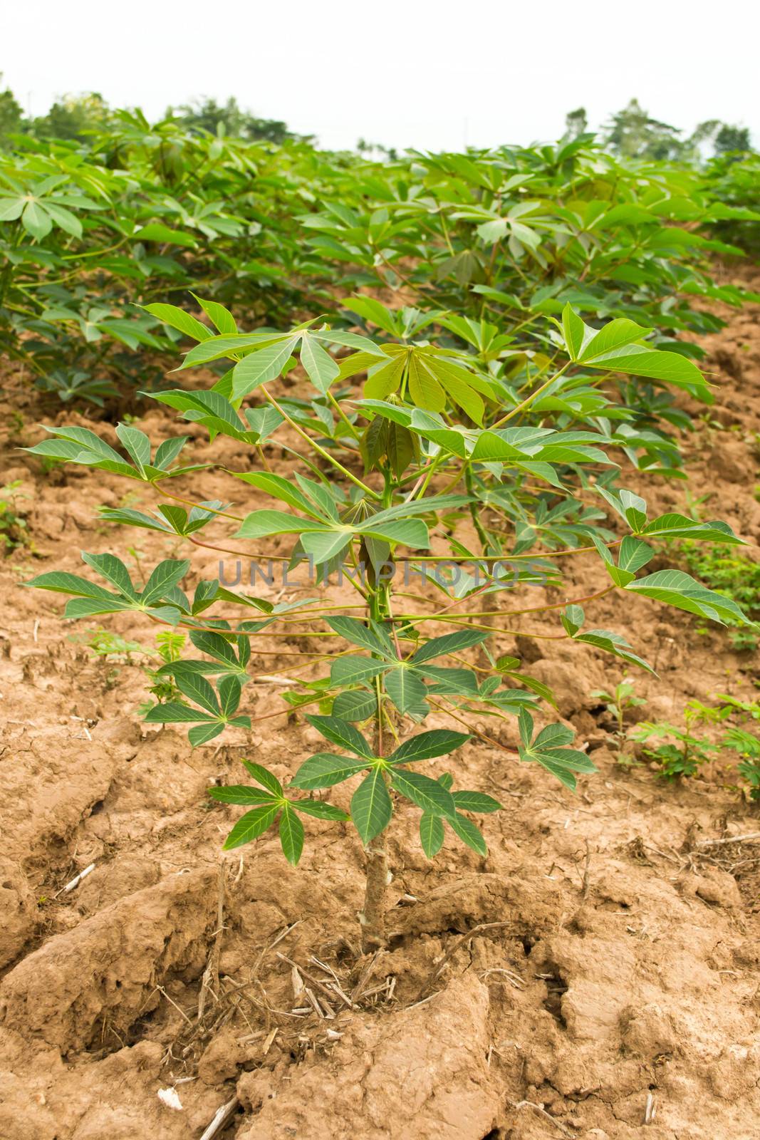 Cassava garden