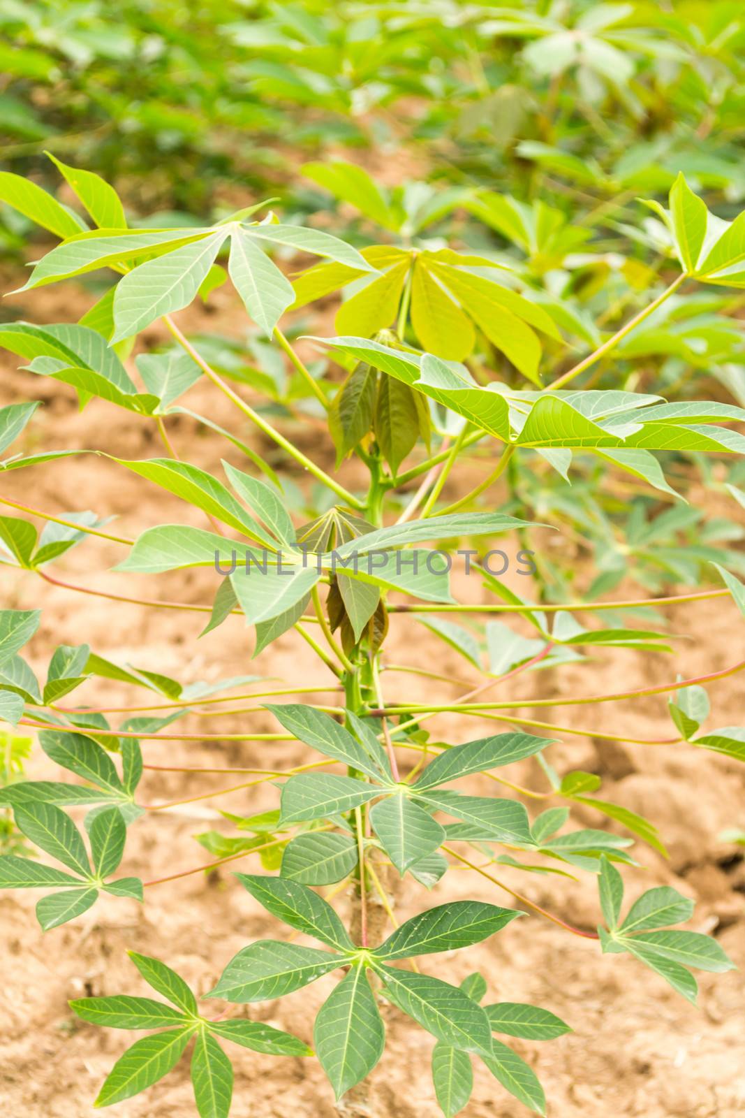 Cassava garden