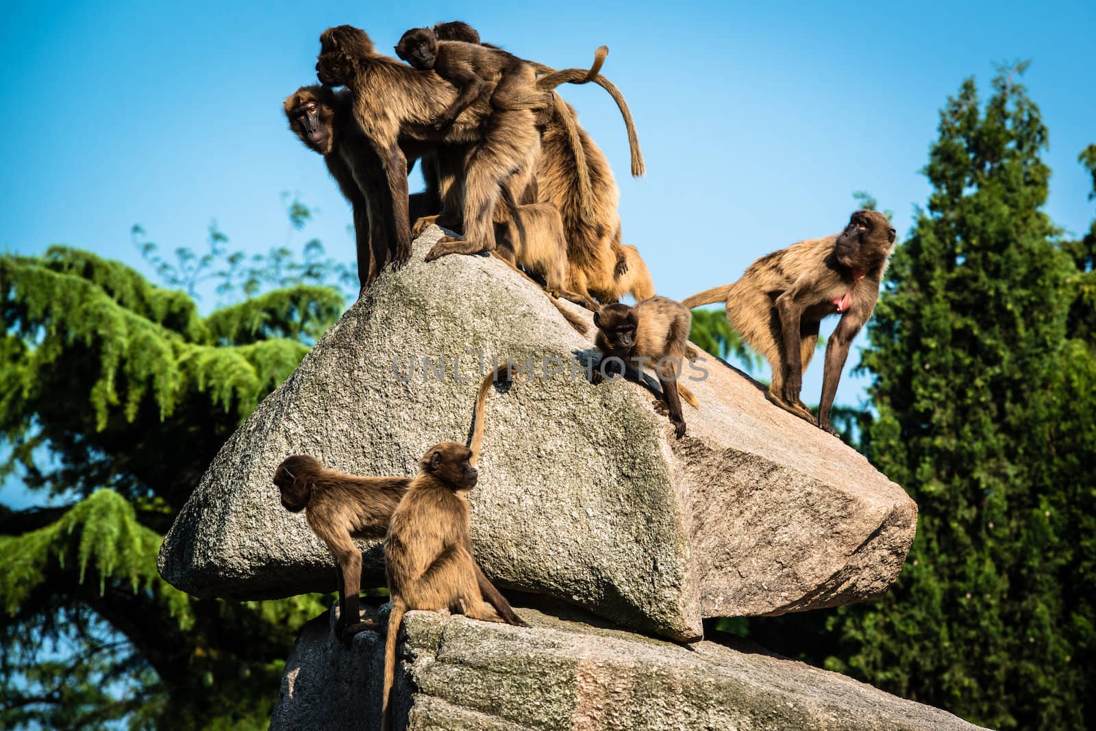 baboon monkeys sitting on a rock in bright sunlight in a zoo