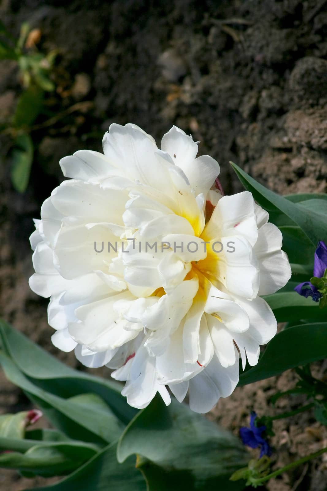 Close up of a white flowering tulip