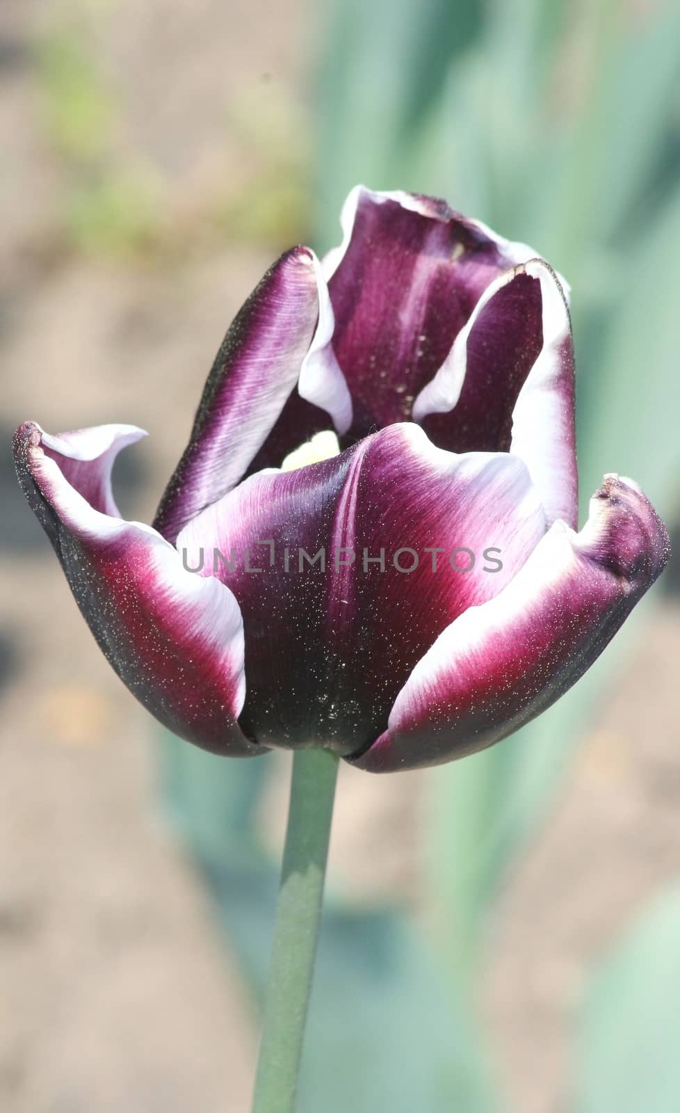 Close up of a purple flowering tulip