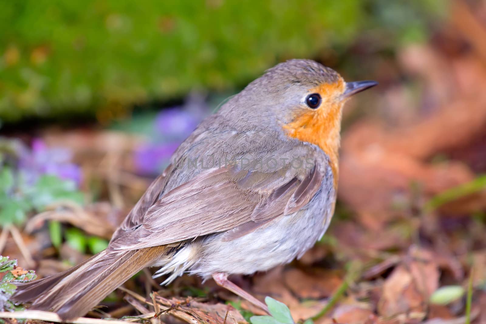 robin (Erithacus rubecola) close up, spring photo