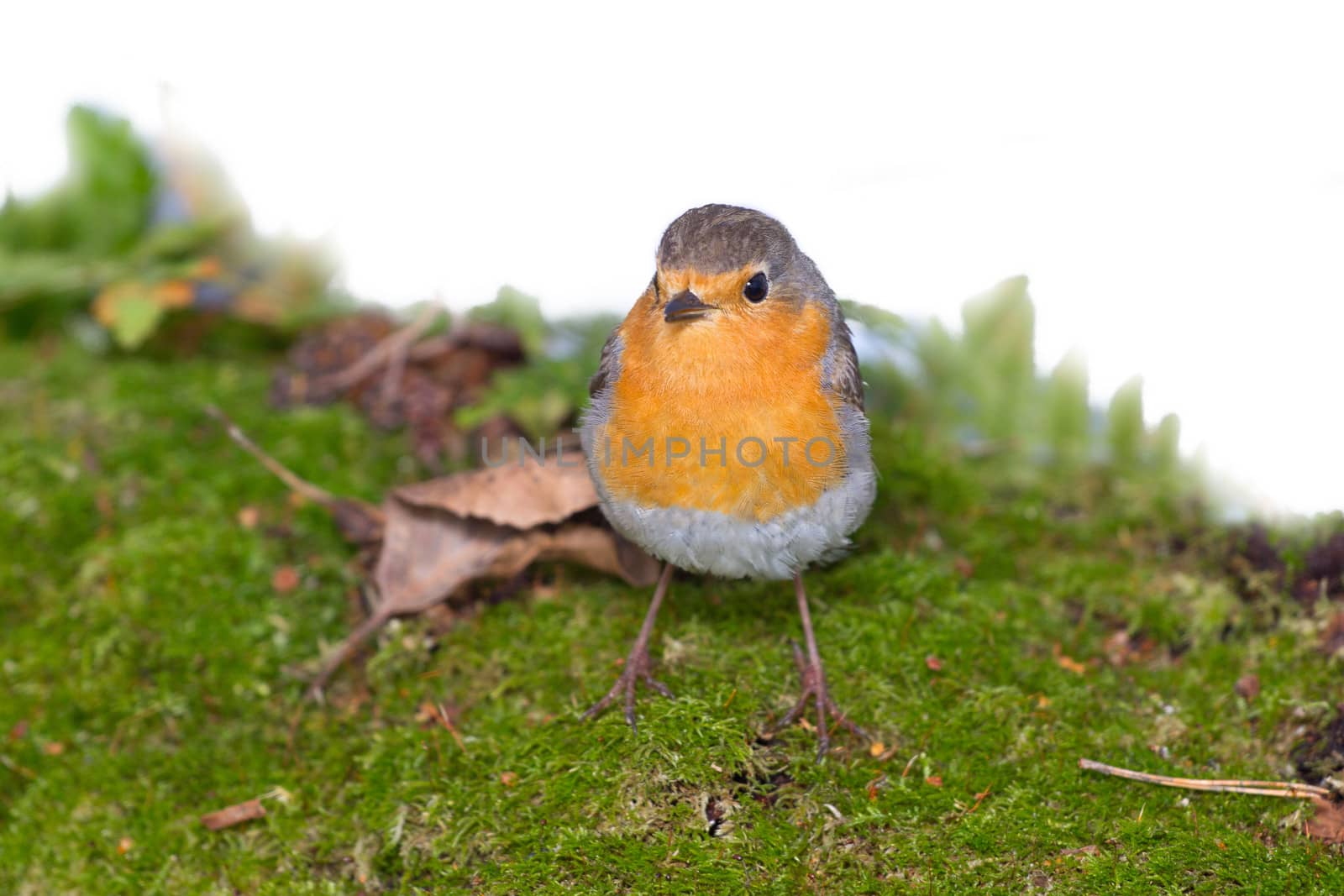 robin (Erithacus rubecola) by max51288