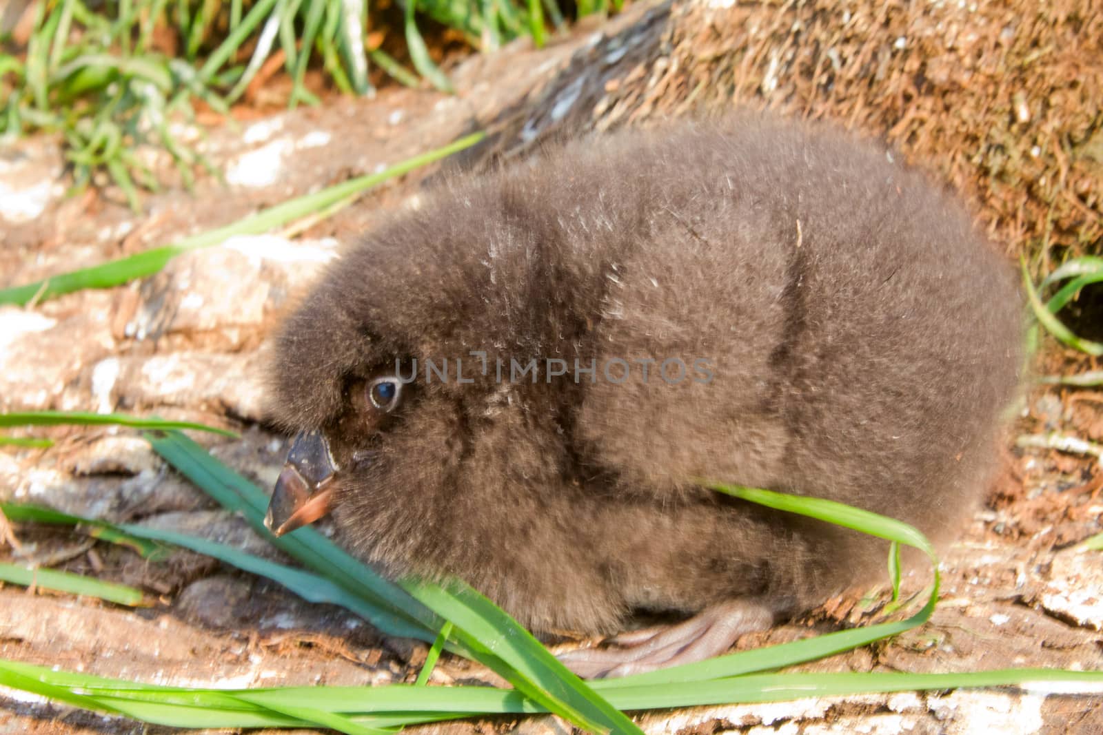 Black baby bird of  Lunda cirrhata by max51288