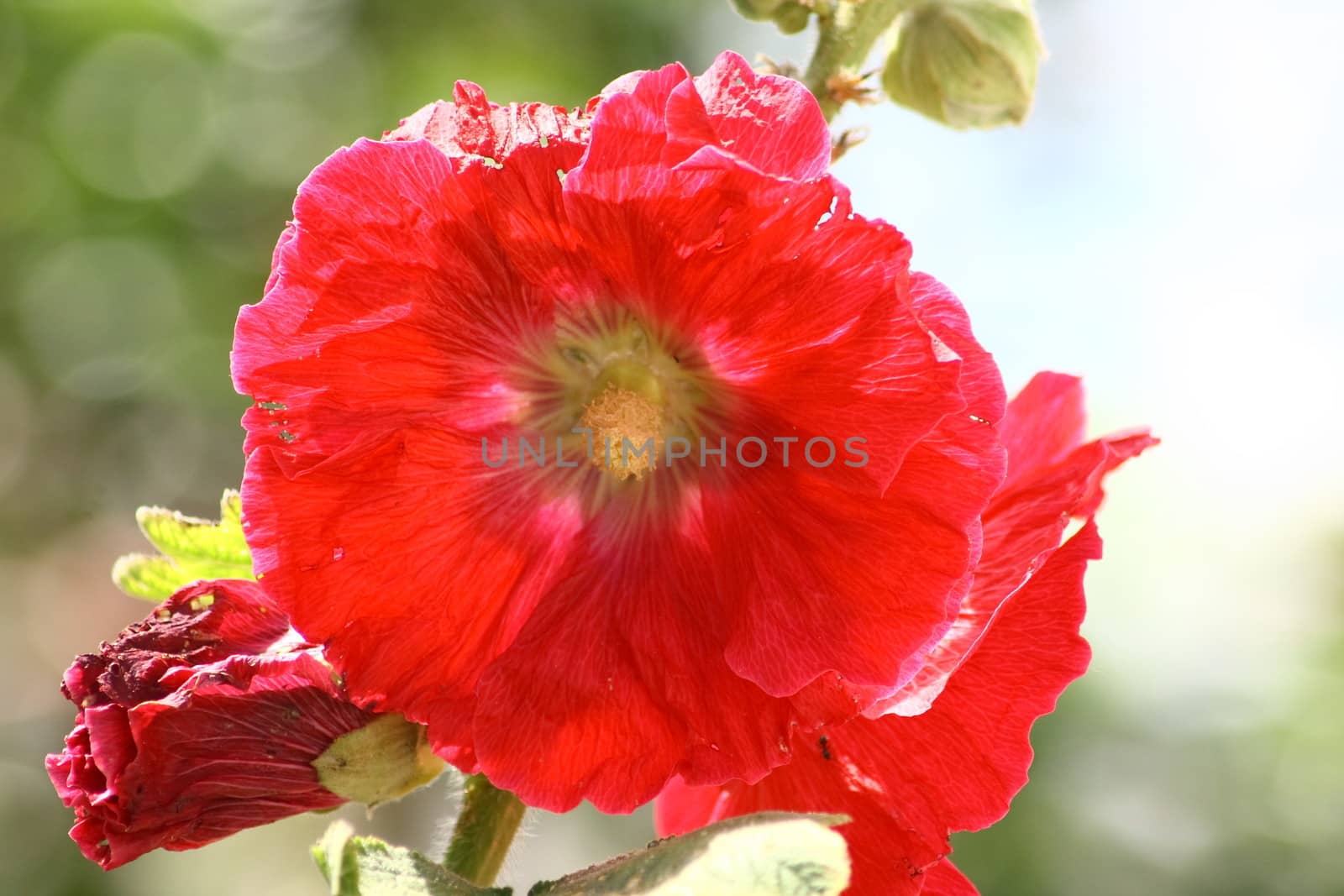 A beautiful blooming red hollyhock (Alcea rosea)