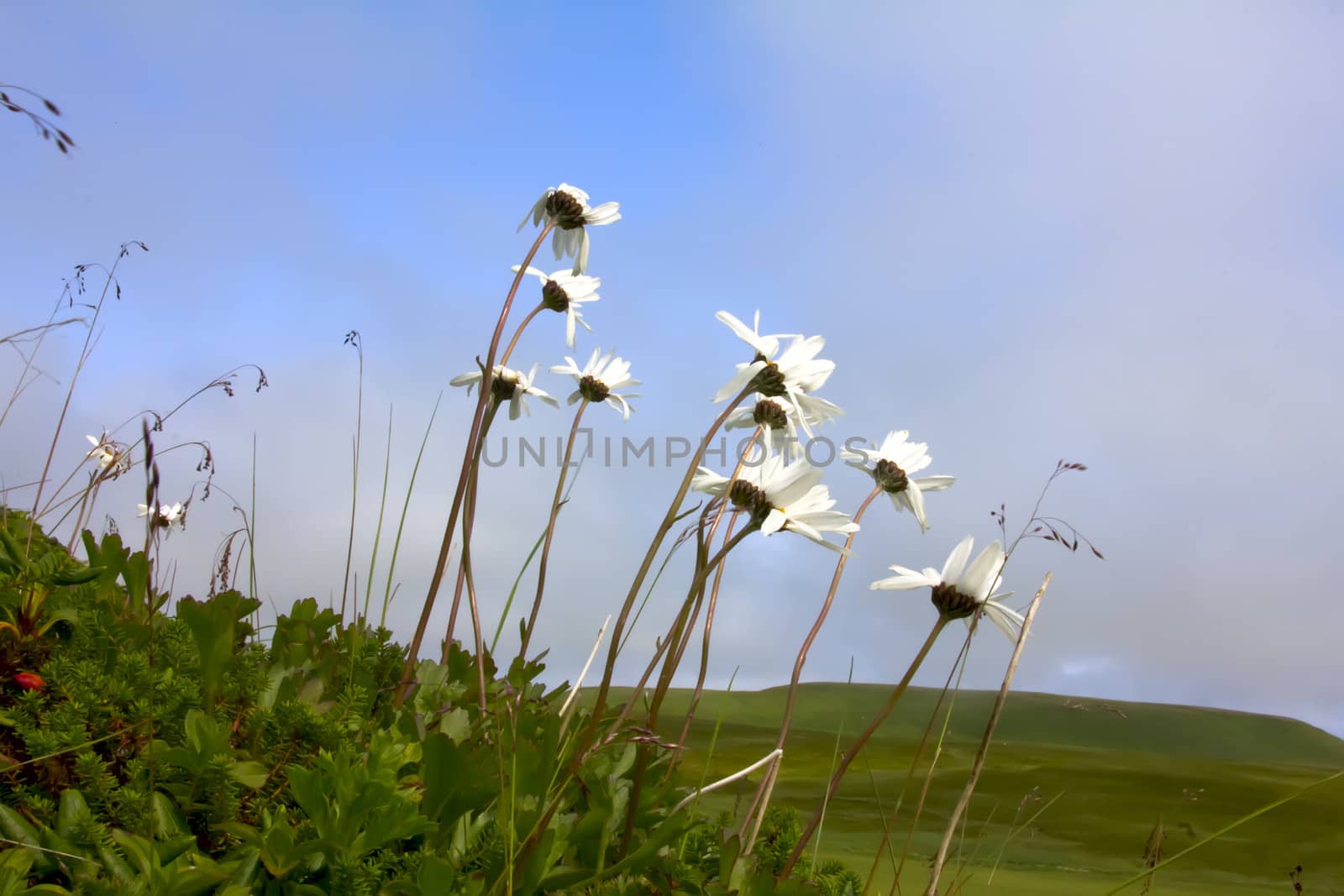 Camomiles on slopes of table mountains by max51288
