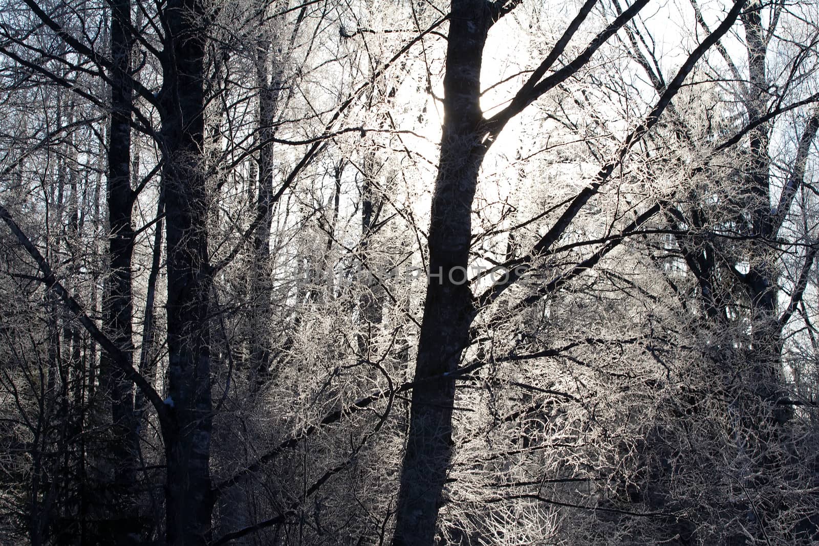 winter sunset among the wood in a hard frost