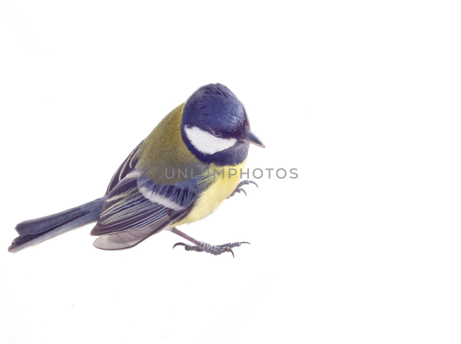 all a familiar titmouse on a white background