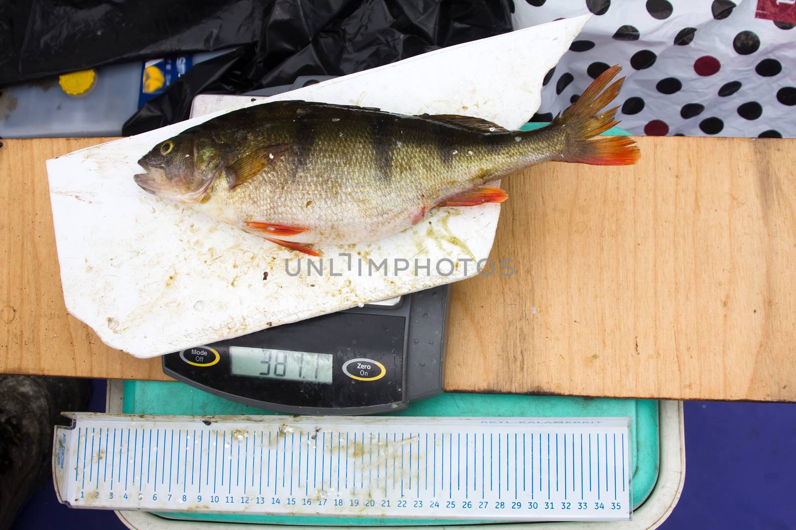 icthyological researches of a perch on a table at the scientist