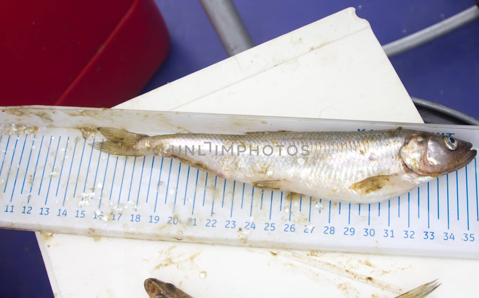 icthyological researches of sea smelt  on a table at the scientist