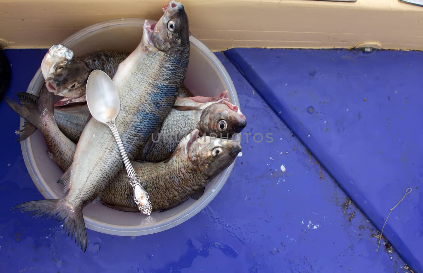 sea salmon prepared for the cook