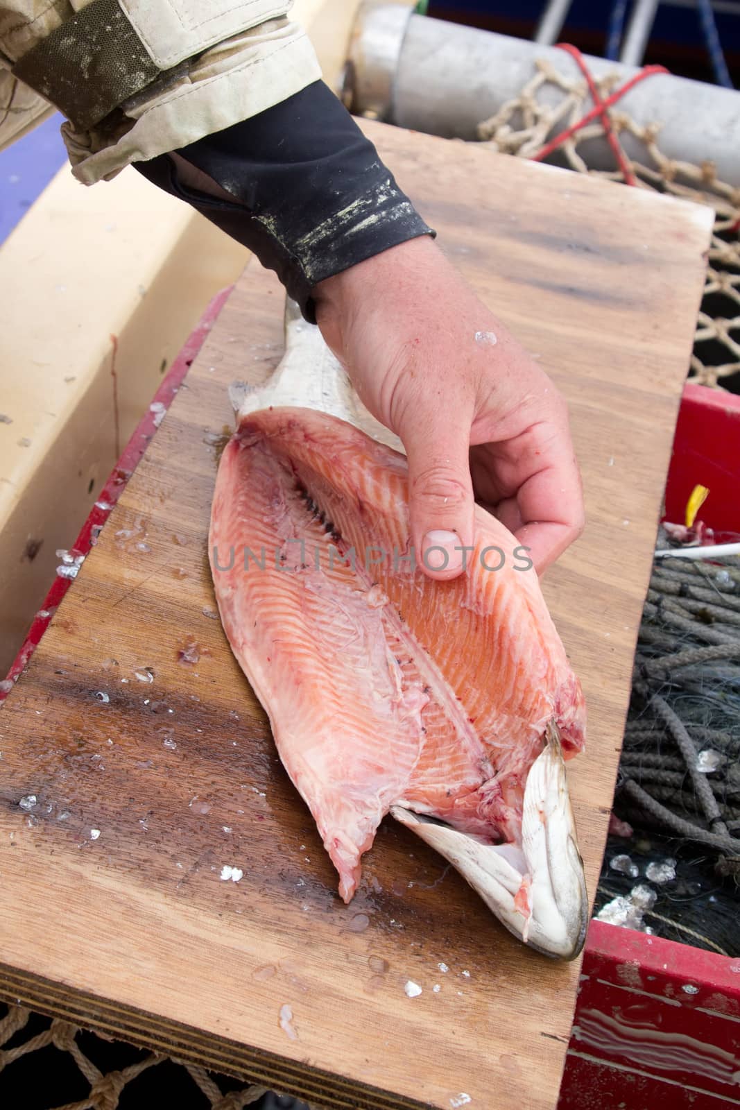 process of salting of fresh sea fish