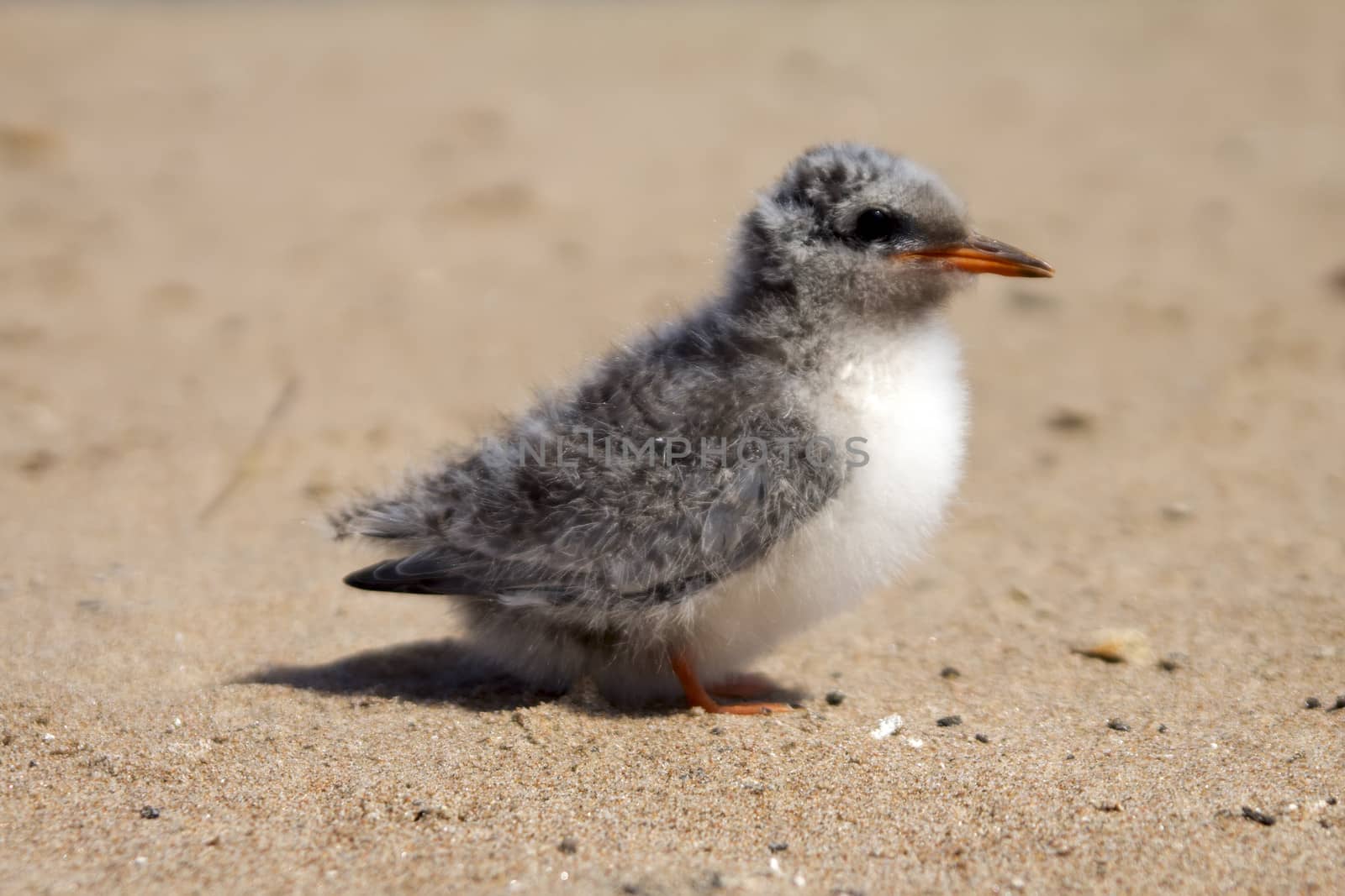 baby bird of common tern on sand