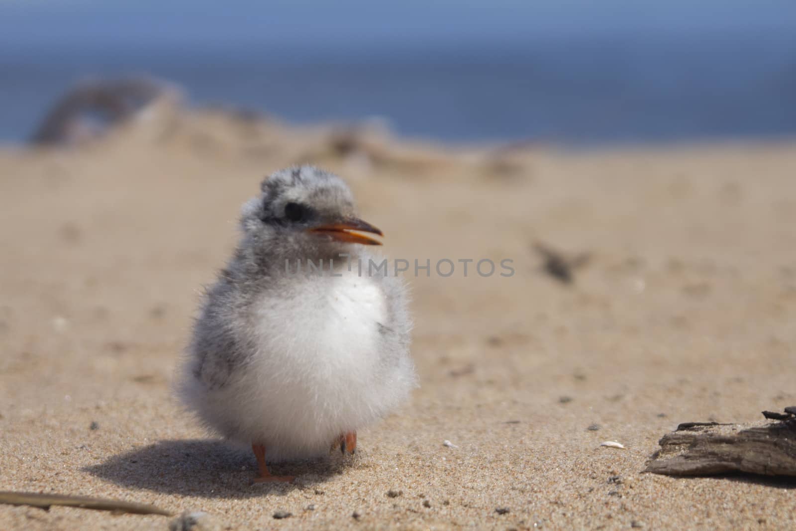 baby bird of common tern on sand