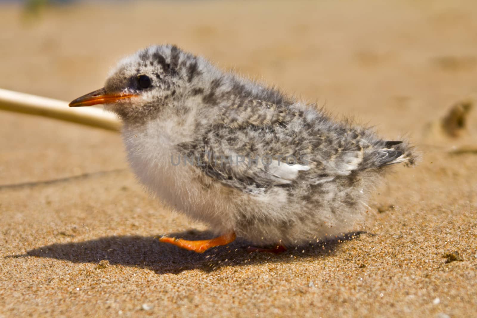 baby bird of common tern on sand