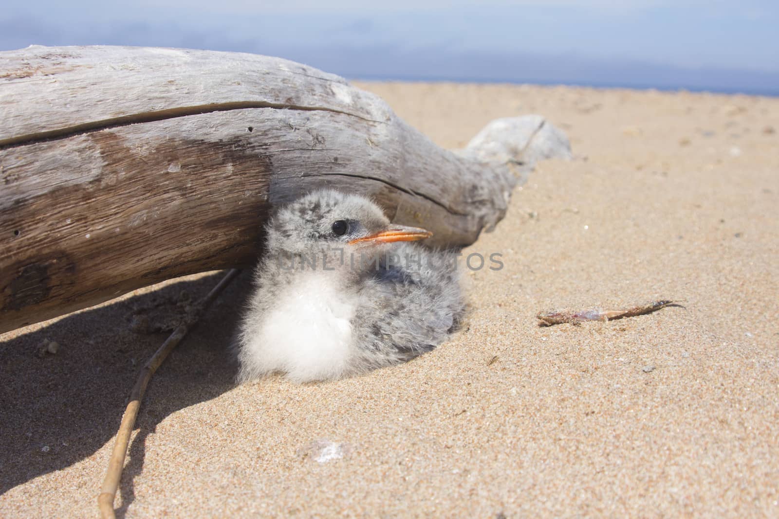 baby bird of common tern on sand