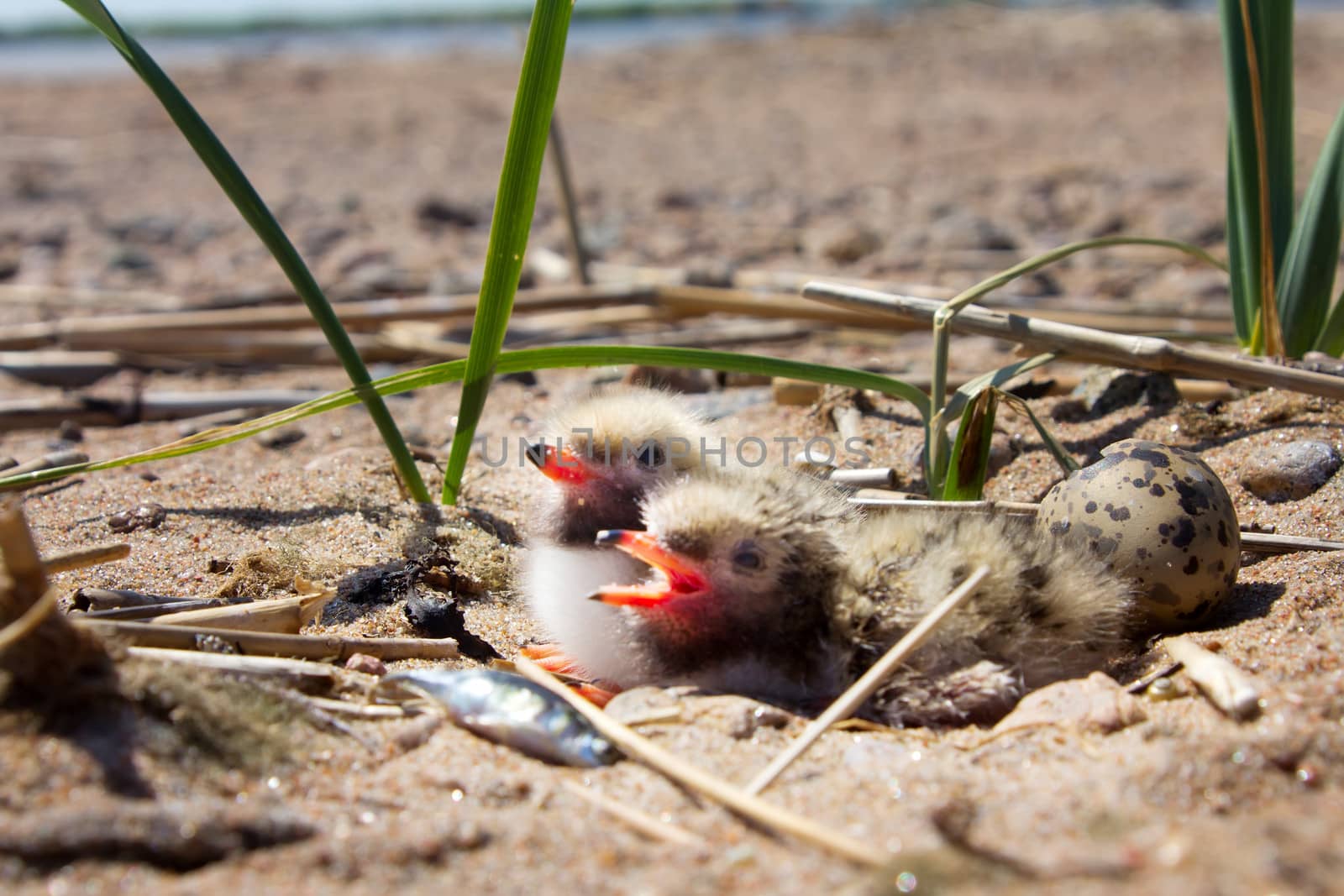 baby bird of common tern on sand