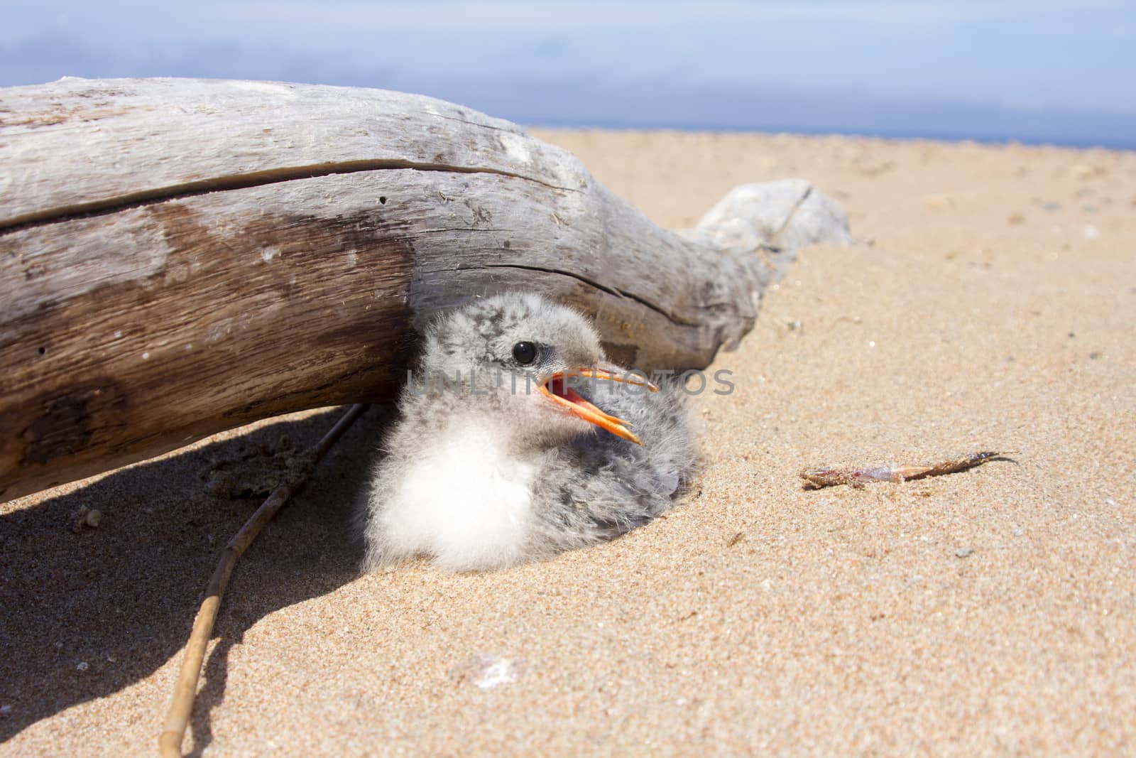 baby bird of common tern on sand