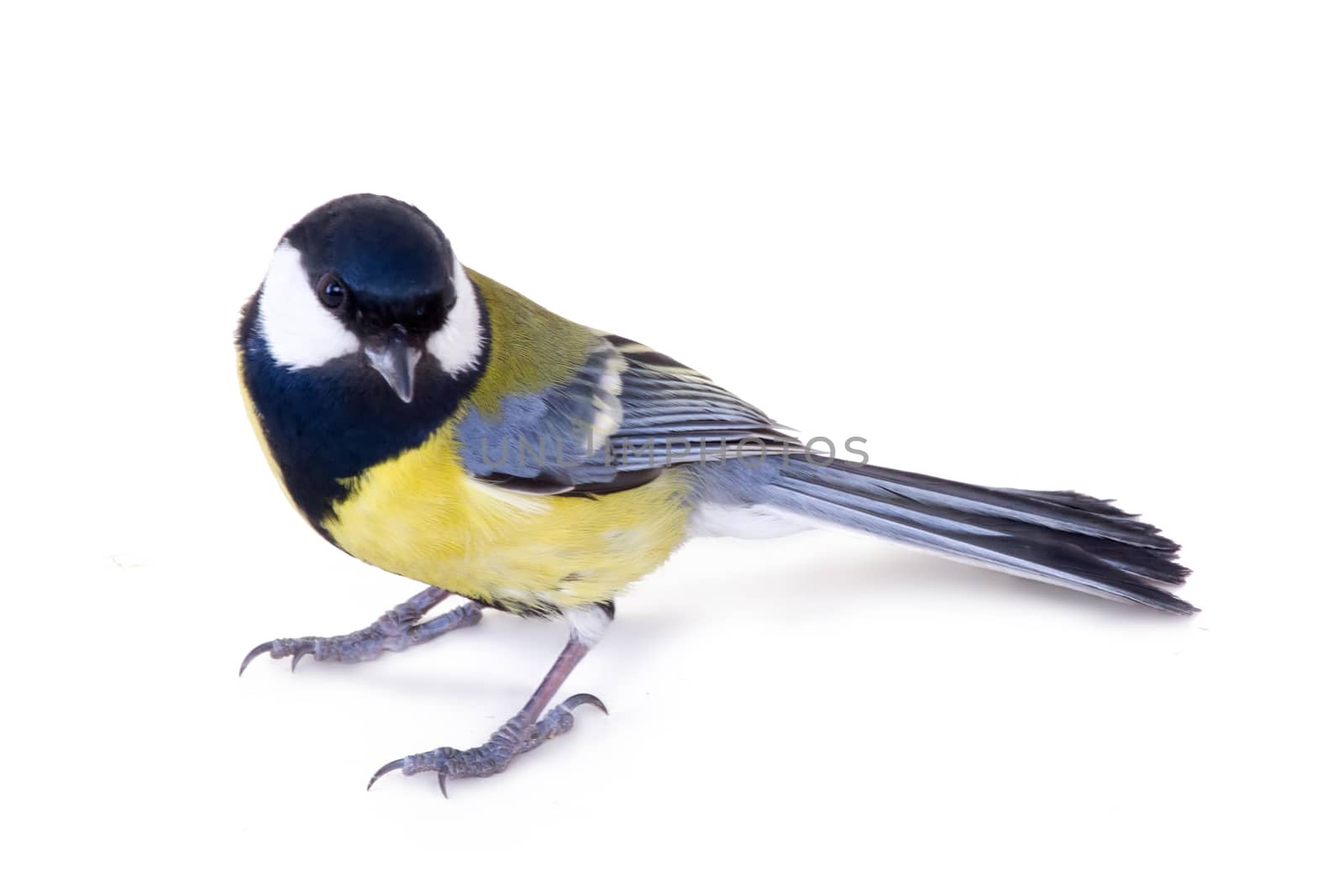 all a familiar titmouse on a white background