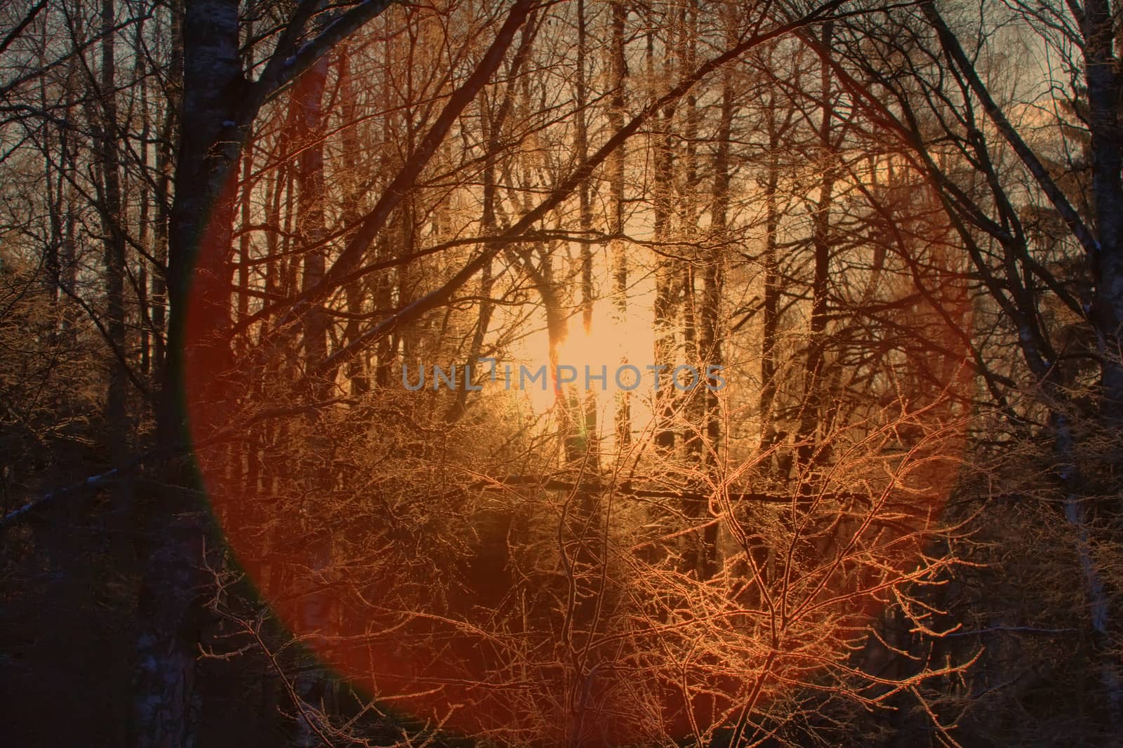 winter sunset among the wood in a hard frost