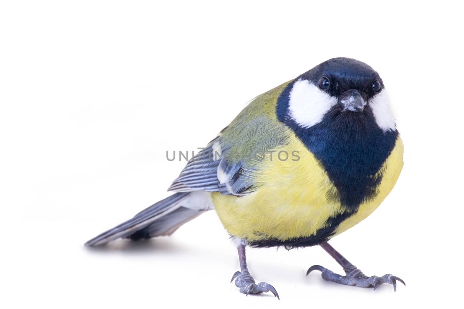 male of a titmouse on a white background