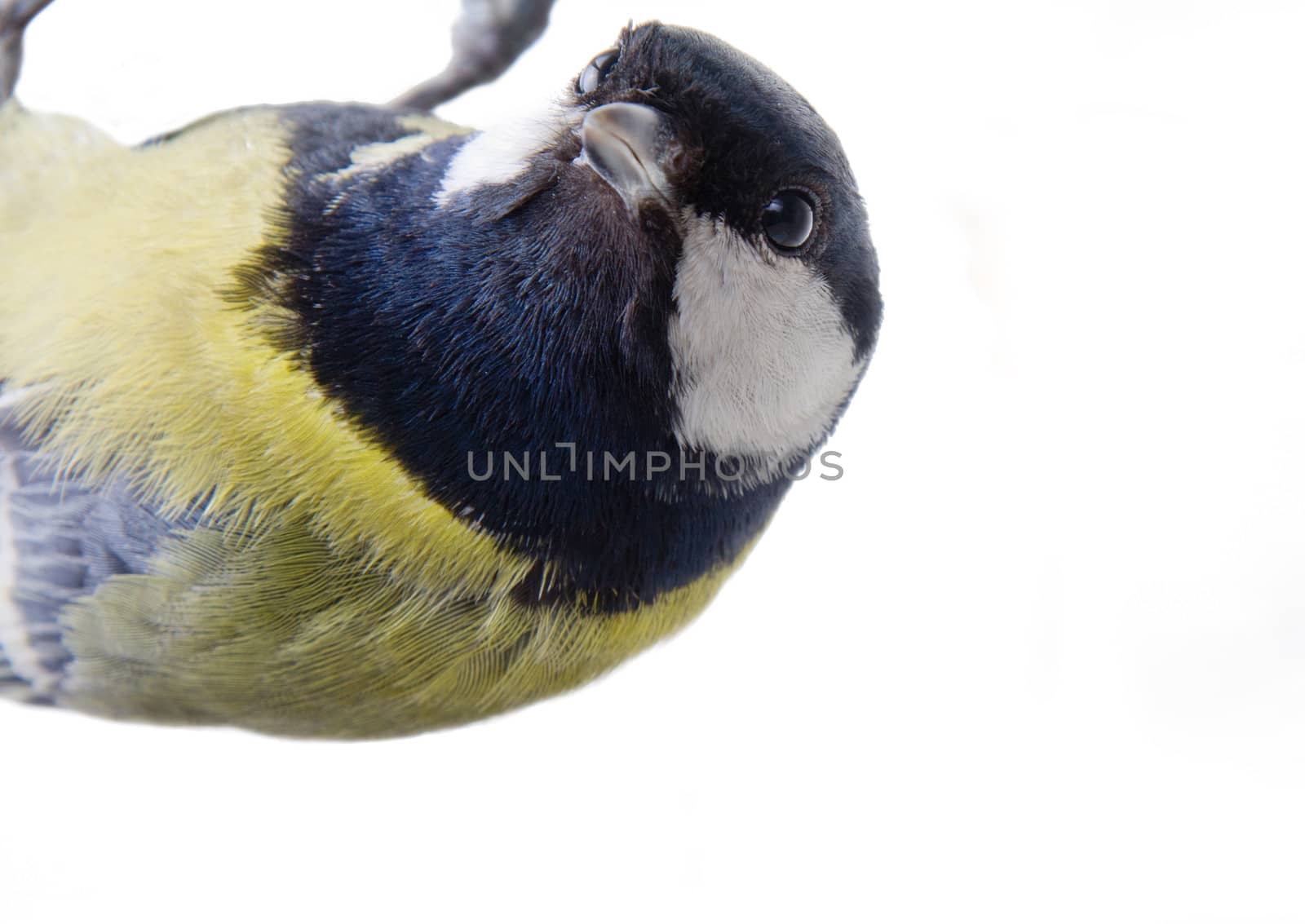 all a familiar titmouse on a white background