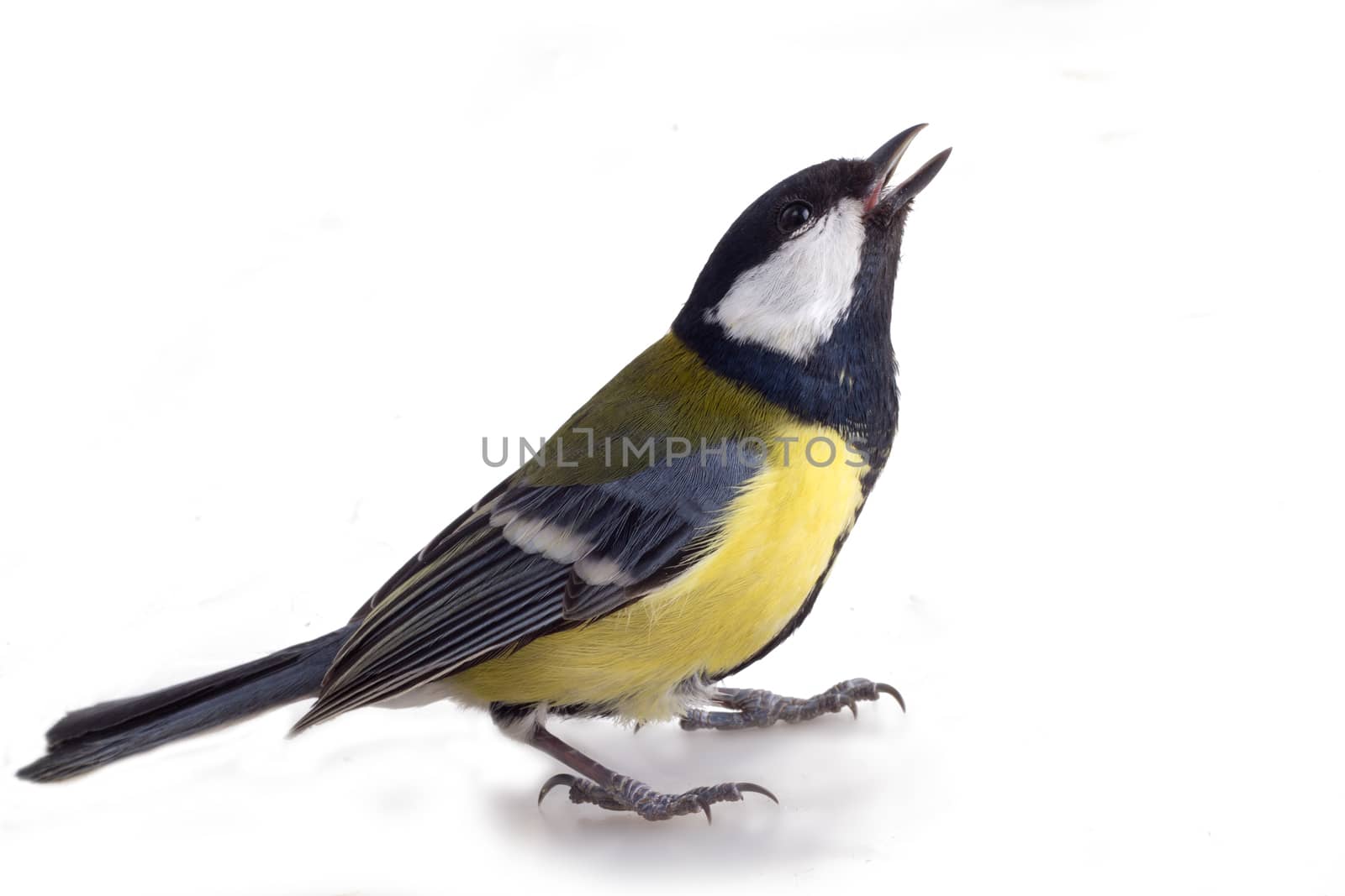 all a familiar titmouse on a white background
