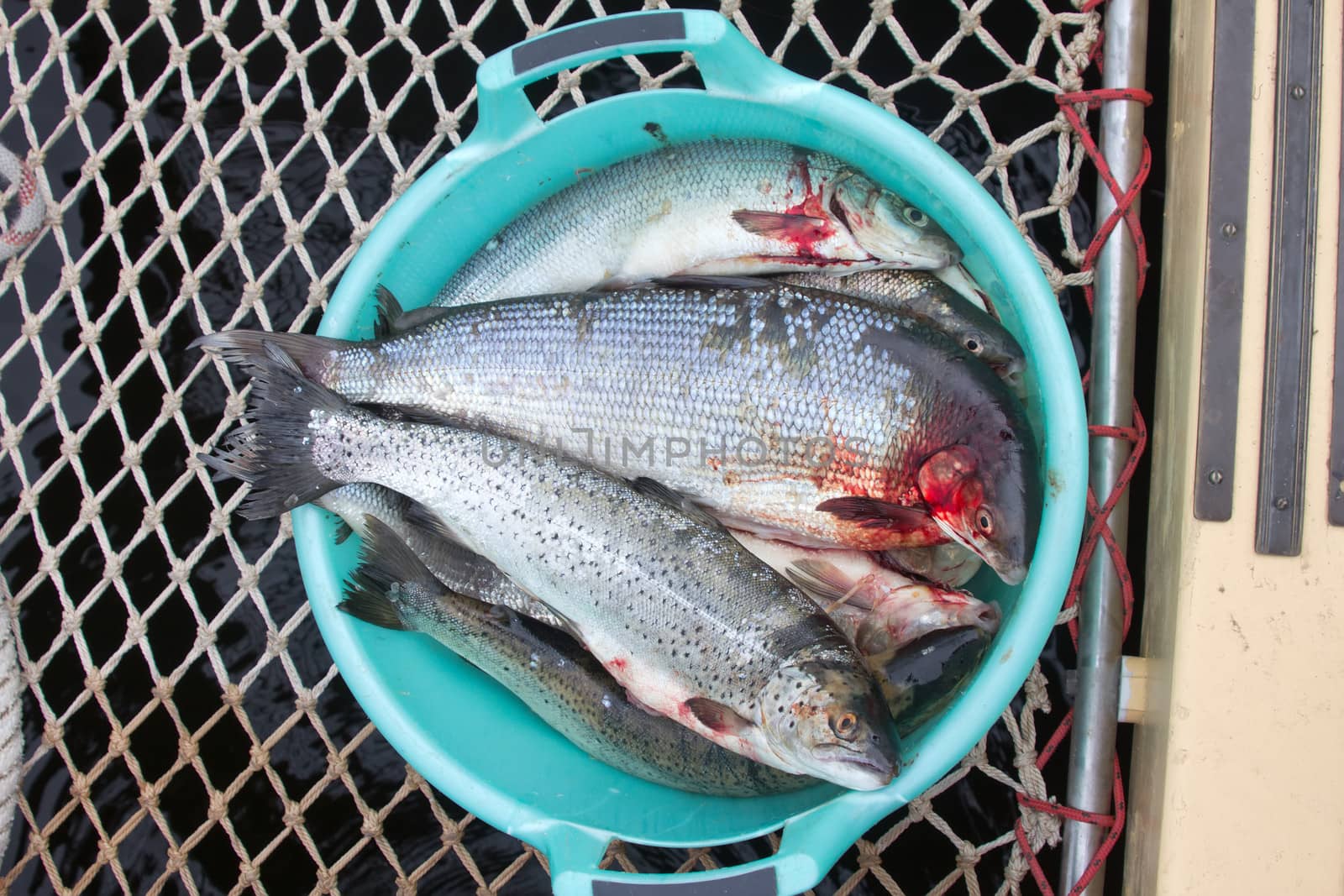 sea salmon prepared for the cook