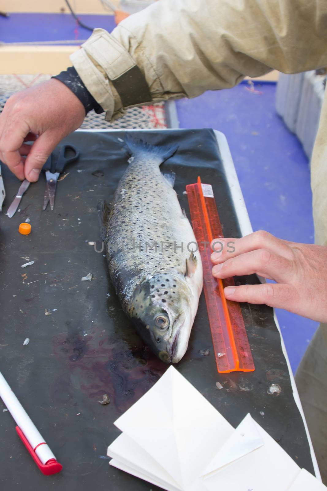icthyological researches of a salmon on a table at the scientist
