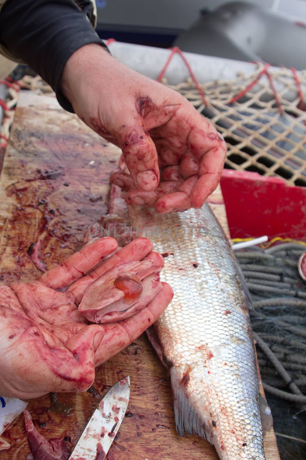 process of cutting of fresh sea fish