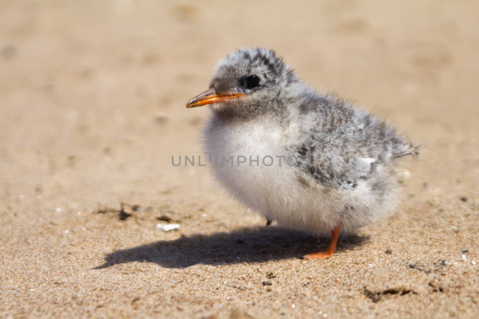 baby bird of common tern on sand